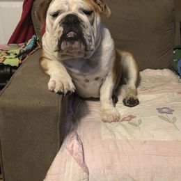 Bulldog Puppies from Jodi's Bulldogs