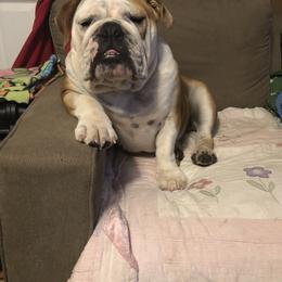 Bulldog Puppies from Jodi's Bulldogs
