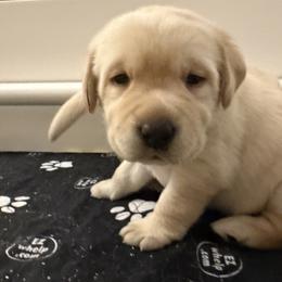 Milky Way - Yellow male Labrador Retriever puppy in Eugene, Oregon from LakeHouse Labrador Retriever LLC