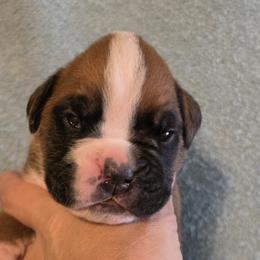 Odin - Fawn male Boxer puppy in Rocky Comfort, Missouri from Meredith's Boxer Puppies