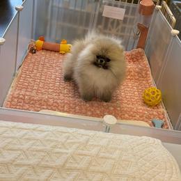 Pomeranian puppies from BP PUPS