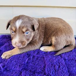 Maple - Red tri-color female Australian Shepherd puppy in Charlotte, North Carolina from Awesome Aussies