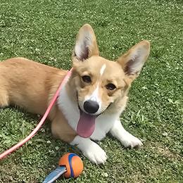 AJ - Red male Pembroke Welsh Corgi puppy in Morgantown, Pennsylvania from GoldStar Corgis (License Number 18519)