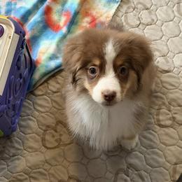 Phoenix - Red tri-color male Miniature American Shepherd puppy in Garysburg, North Carolina from Schaefer's Miniature American Shepherds