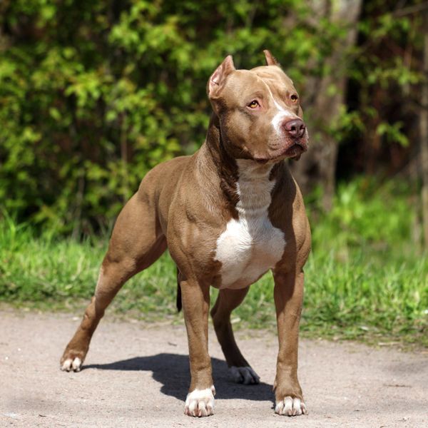 American Pit Bull Terrier