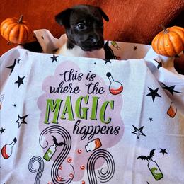 Magic - Black and white female Rat Terrier puppy in Booneville, Mississippi from Emerald Rat Terriers