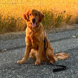 Max - Golden Retriever