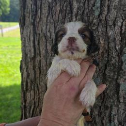 Pink - Liver white and roan female English Springer Spaniel puppy in Henagar, Alabama from Windy Oak Kennels