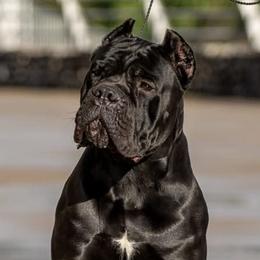 Zena - Cane Corso