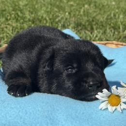Pia Purple Female - Bi-color female German Shepherd puppy in Buffalo, West Virginia from Z Tykev Vino LLC