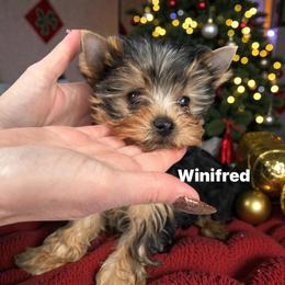 StarbornYorkies I Put a Spell on You- Winifred - Black and tan female Yorkshire Terrier puppy in Northville, Michigan from StarBornYorkies, LLC