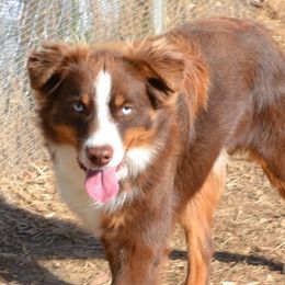 Denver - Miniature Australian Shepherd