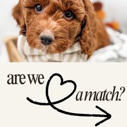 Fudgie - Red  male Poodle puppy in Idaho Falls, Idaho from Freckle Paw Family