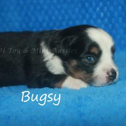 Bugsy - Black tri male Toy Australian Shepherd puppy in Godley, Texas from Flying H Toy and Mini Aussies