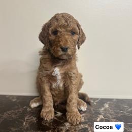 Cocoa - Red  male Goldendoodle puppy in Crothersville, Indiana from Wischmeier’s Doodles