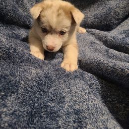 Pomsky Puppies from Ultimate Pomskies LLC