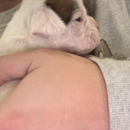 Female 1 - White female Boxer puppy in Charleston, Arkansas from Guardian Kennels