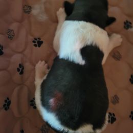 Boy 4 - male Pyrenean Mastiff puppy in Montrose, Pennsylvania from Norfolk Heritage Farm