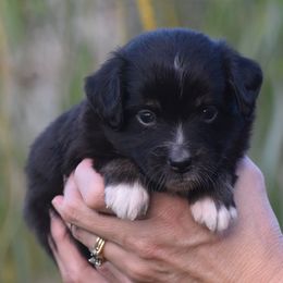 Opal - Black tri female Miniature American Shepherd puppy in Chocowinity, North Carolina from Foxtail Hollow