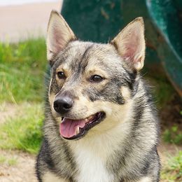 Swedish Vallhunds from Maena Swedish Vallhunds