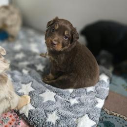 Grey collar boy - Red tri-color male Australian Shepherd puppy in Rainsville, Alabama from Chaparro Farm