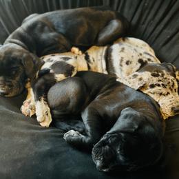 Great Dane Puppies from Old Orchard Danes