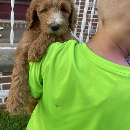 Goldendoodle Puppies from Two Ps in a Pod