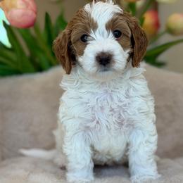 Britney Spears - Parti female Goldendoodle puppy in Yuciapa, California from AlltheDoodlez_