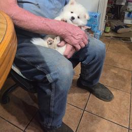 Anakin - White and biscuit male American Eskimo Dog puppy in Grants Pass, Oregon from SnH Eskies