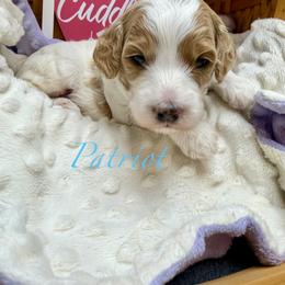 Patriot - Parti male Goldendoodle puppy in Boise, Idaho from Goldendoodle Baby