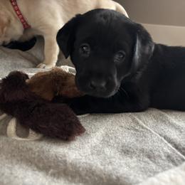 Labrador Retriever Puppies from Front Range Labradors LLC
