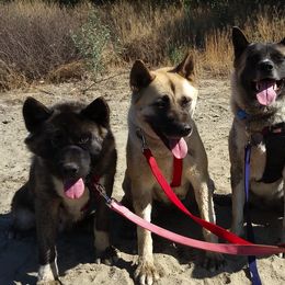 Akita from Midnight Akitas