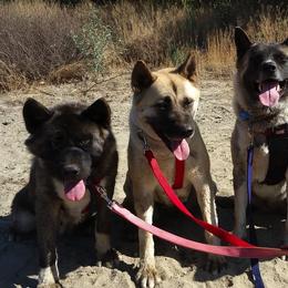 Akita from Midnight Akitas