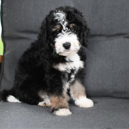 Panther - Tri-color male Bernedoodle puppy in Ogden, Utah from Stanger Farms