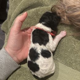 Bernedoodle and Poodle Puppies from Brossier Bernedoodles