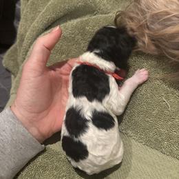 Bernedoodle and Poodle Puppies from Brossier Bernedoodles