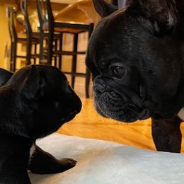 French Bulldogs from Chen French Bulldogs