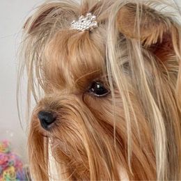 Lola - Yorkshire Terrier