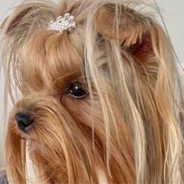 Lola - Yorkshire Terrier