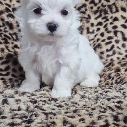 Mace - White female Maltese puppy in Austin, Texas from Austin Maltese Babies