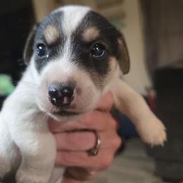 Boy 1 - White and black male Russell Terrier puppy in Kemp, Texas from Dodd's Shorty Jack Russells