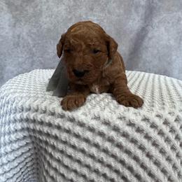 Boy 1 Pick- Med. Goldendoodle - Red  male Goldendoodle puppy in Piedmont, South Carolina from The Farm at Saluda Ridge