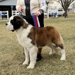 Ursa - Saint Bernard