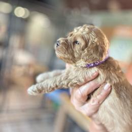 Purple girl - Apricot female Goldendoodle puppy in Valdosta, Georgia from Fifth Day Farm