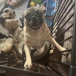 Rexy - Pug