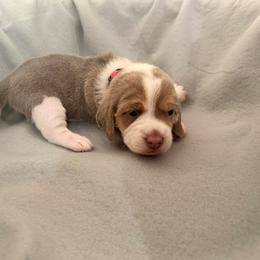 Pink collar- girl- Cookie - Blue tan and white female Beagle puppy in Las Vegas, Nevada from Hound Kings