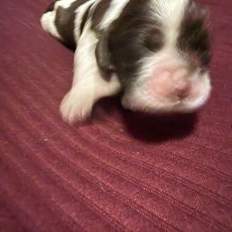 Violet - Brown white and tan female Cocker Spaniel puppy in Bliss, New York from AK Another Shot Kennel