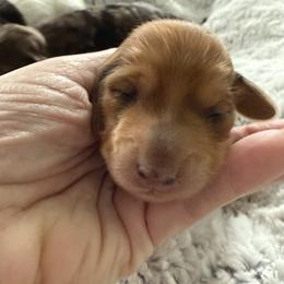 Girl 2 Dapple Light - Dapple female Dachshund puppy in Swanton, Ohio from Mighty But Mini Dachshunds