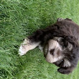 Miniature Schnauzer Puppies from Star Schnauzers