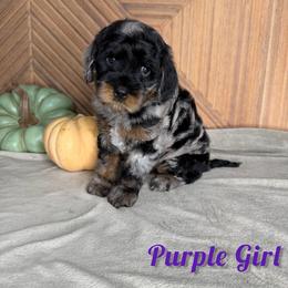 Purple girl - Merle female Goldendoodle puppy in Modesto, California from Two Doods Doodles